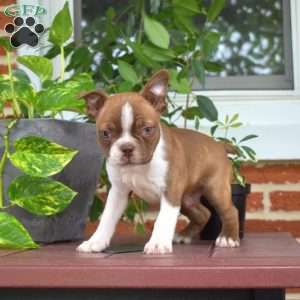Lonnie, Boston Terrier Puppy