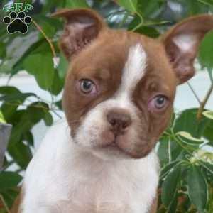Lonnie, Boston Terrier Puppy