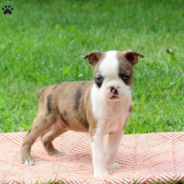 Lori, Boston Terrier Puppy
