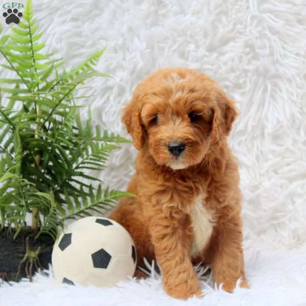 Lori, Mini Goldendoodle Puppy