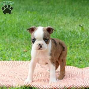 Lori, Boston Terrier Puppy