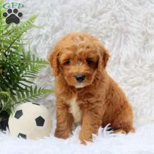 Lori, Mini Goldendoodle Puppy