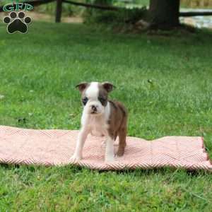 Lori, Boston Terrier Puppy
