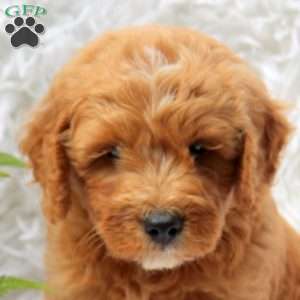 Lori, Mini Goldendoodle Puppy