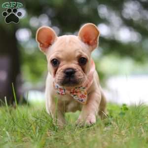 Lottie, French Bulldog Puppy