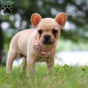 Lottie, French Bulldog Puppy