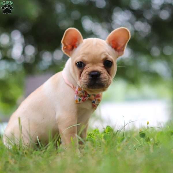 Lottie, French Bulldog Puppy