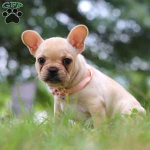 Lottie, French Bulldog Puppy