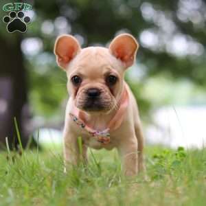 Lottie, French Bulldog Puppy