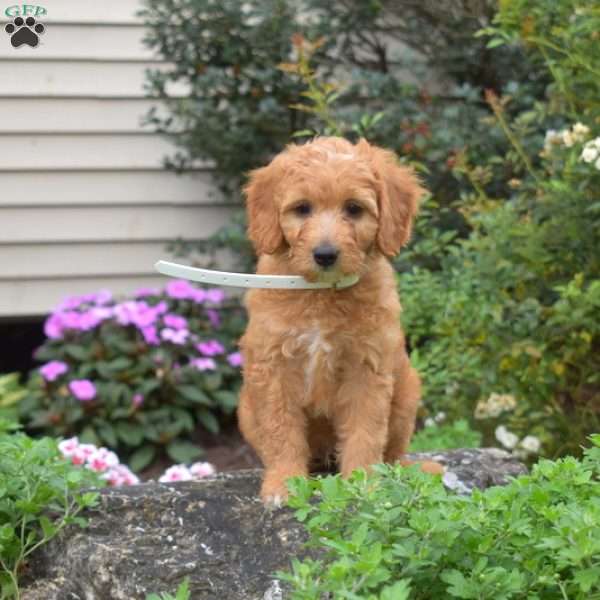 Louie, Mini Goldendoodle Puppy