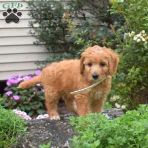 Louie, Mini Goldendoodle Puppy
