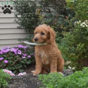 Louie, Mini Goldendoodle Puppy