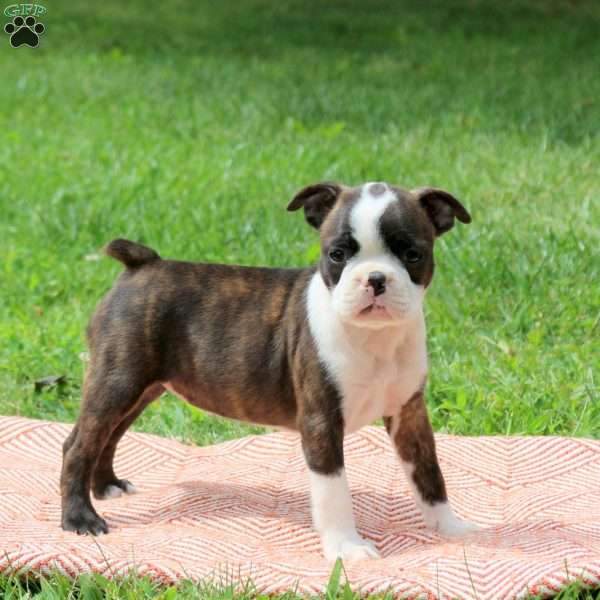 Louise, Boston Terrier Puppy