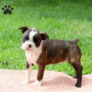 Louise, Boston Terrier Puppy
