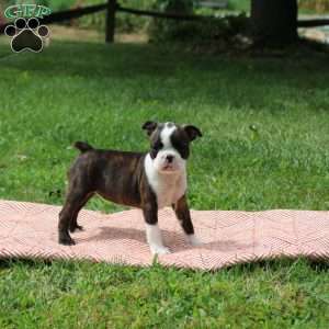 Louise, Boston Terrier Puppy