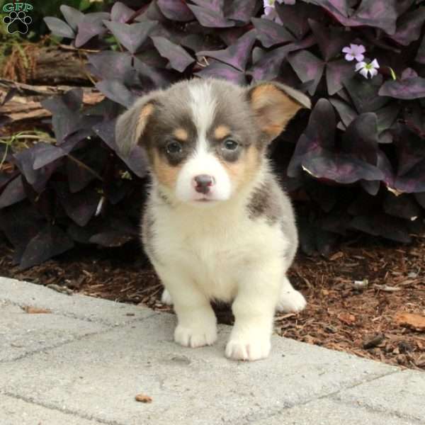 Love, Pembroke Welsh Corgi Puppy