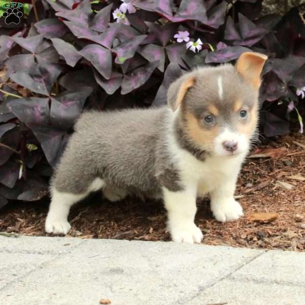 Luca, Pembroke Welsh Corgi Puppy