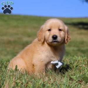 Lucky, Golden Retriever Puppy