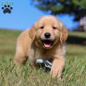 Lucky, Golden Retriever Puppy