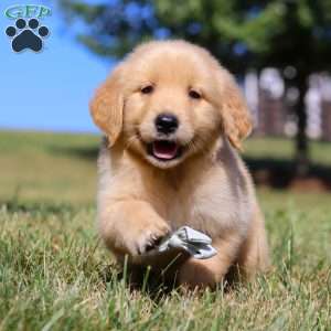 Lucky, Golden Retriever Puppy