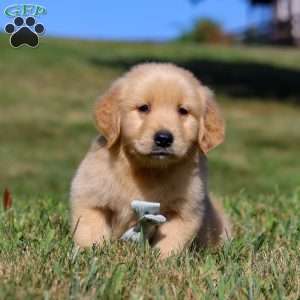 Lucky, Golden Retriever Puppy