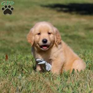 Lucky, Golden Retriever Puppy