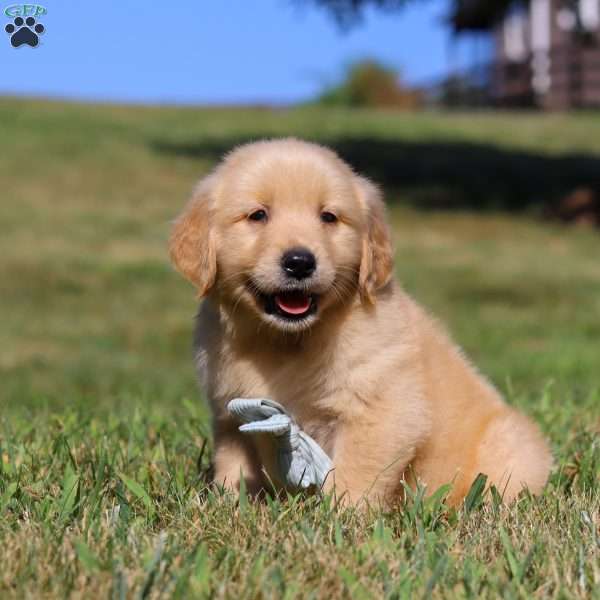 Lucky, Golden Retriever Puppy