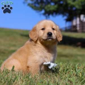 Lucky, Golden Retriever Puppy