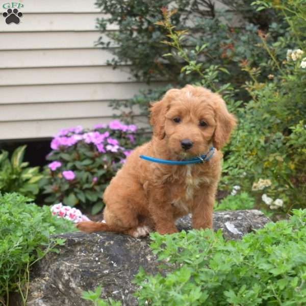 Lucky, Mini Goldendoodle Puppy