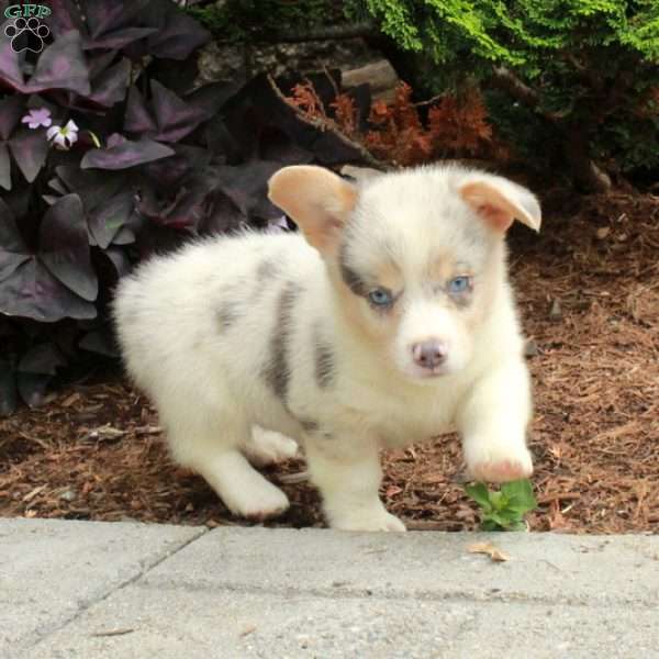 Lucky, Pembroke Welsh Corgi Puppy