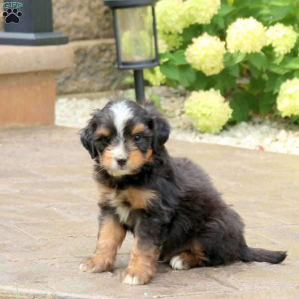Lucky, Mini Bernedoodle Puppy