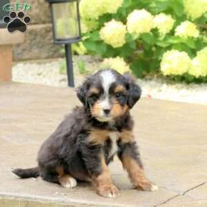 Lucky, Mini Bernedoodle Puppy