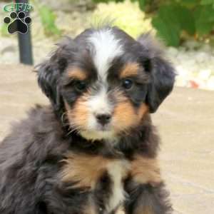 Lucky, Mini Bernedoodle Puppy