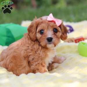 Lucy, Cavapoo Puppy
