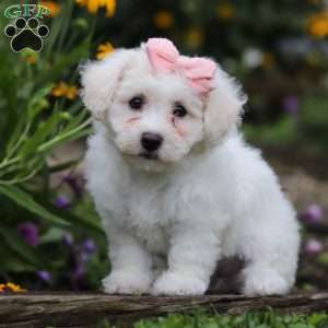 Lucy, Bichon Frise Puppy