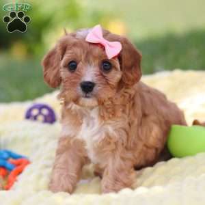 Lucy, Cavapoo Puppy