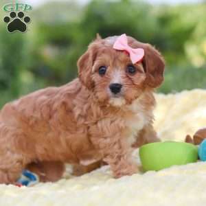 Lucy, Cavapoo Puppy