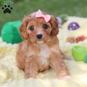 Lucy, Cavapoo Puppy