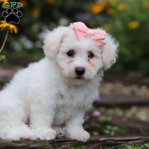 Lucy, Bichon Frise Puppy