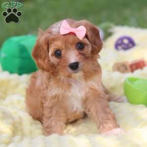 Lucy, Cavapoo Puppy