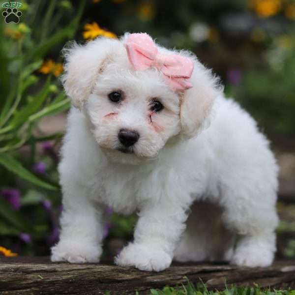 Lucy, Bichon Frise Puppy