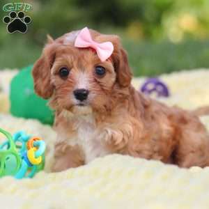 Lucy, Cavapoo Puppy