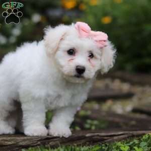 Lucy, Bichon Frise Puppy