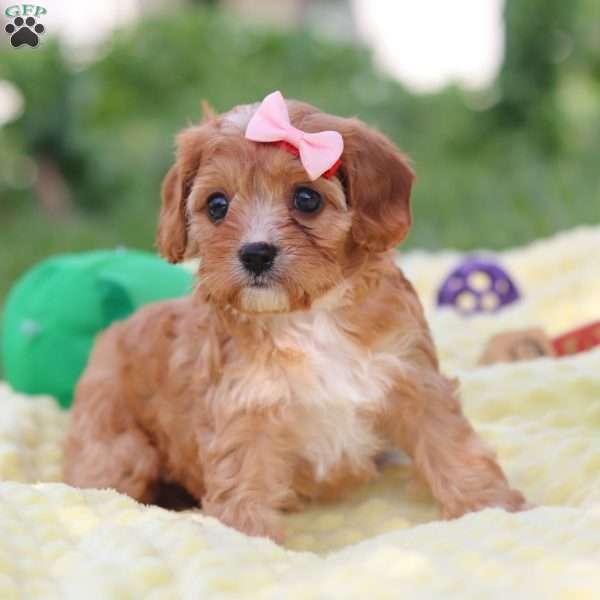 Lucy, Cavapoo Puppy