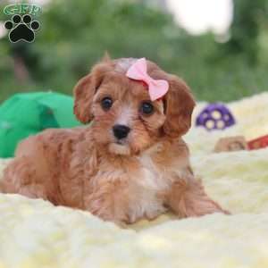 Lucy, Cavapoo Puppy