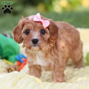 Lucy, Cavapoo Puppy