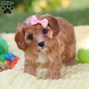 Lucy, Cavapoo Puppy