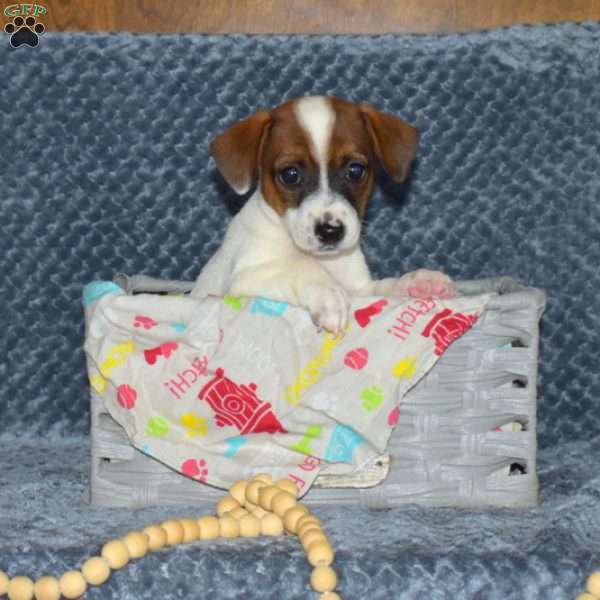 Lucy, Jack Russell Terrier Puppy