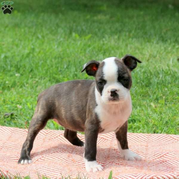 Lucy, Boston Terrier Puppy