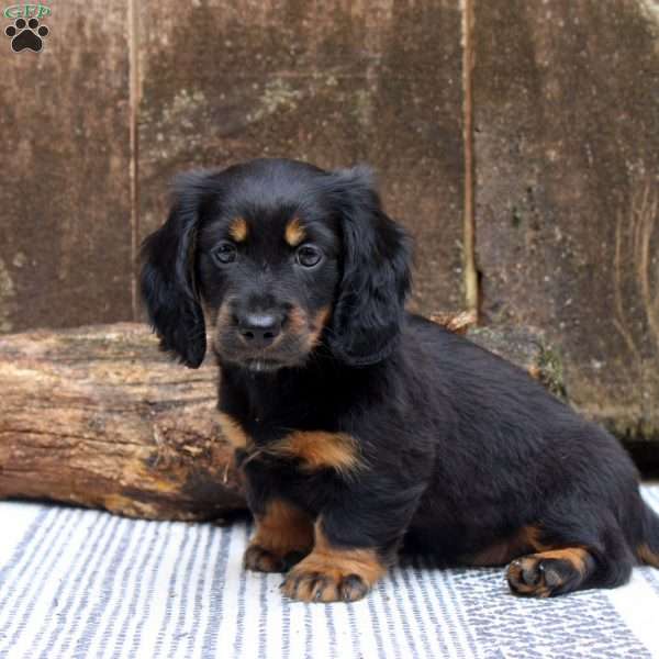 Lucy, Dachshund Puppy